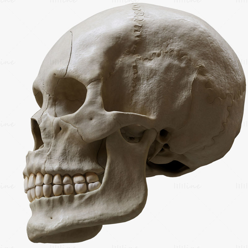 Human Skull Explode Anatomy Atlas 3D Model