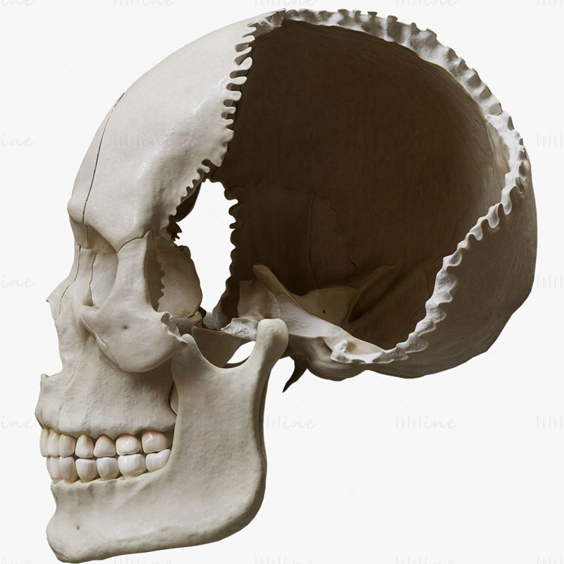 Human Skull Explode Anatomy Atlas 3D Model
