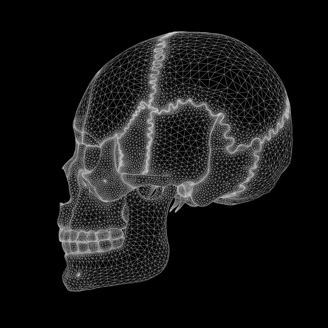 Human Skull Explode Anatomy Atlas 3D Model