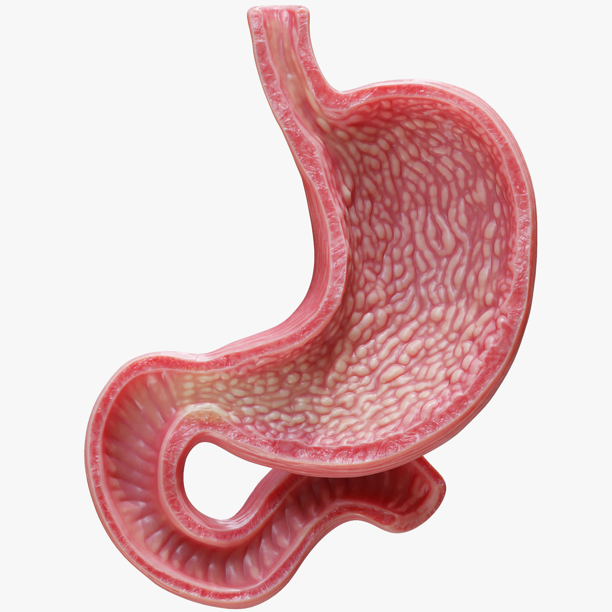 Human Stomach 3D Model