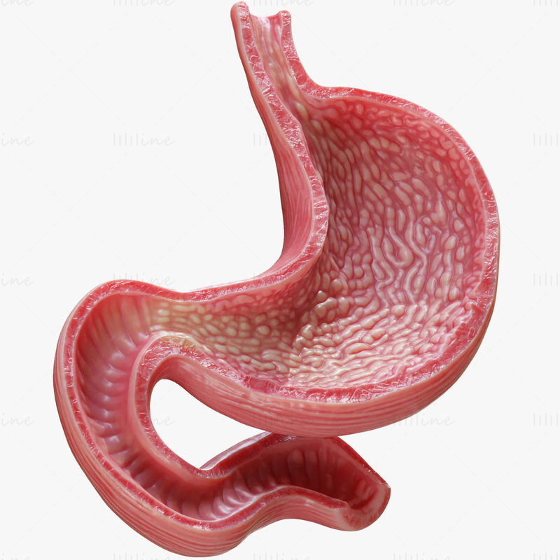 Modelo 3D de estómago humano