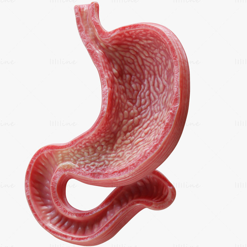 3Д модел људског стомака