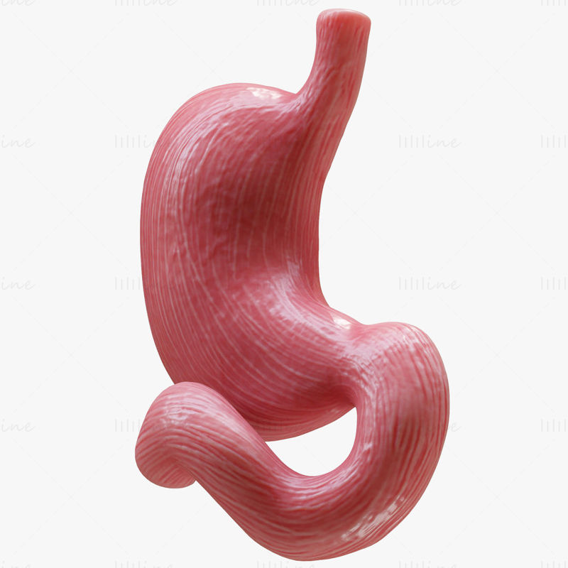 3D-Modell des menschlichen Magens