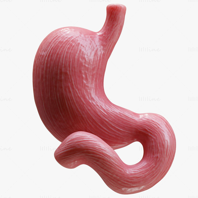 3D model lidského žaludku