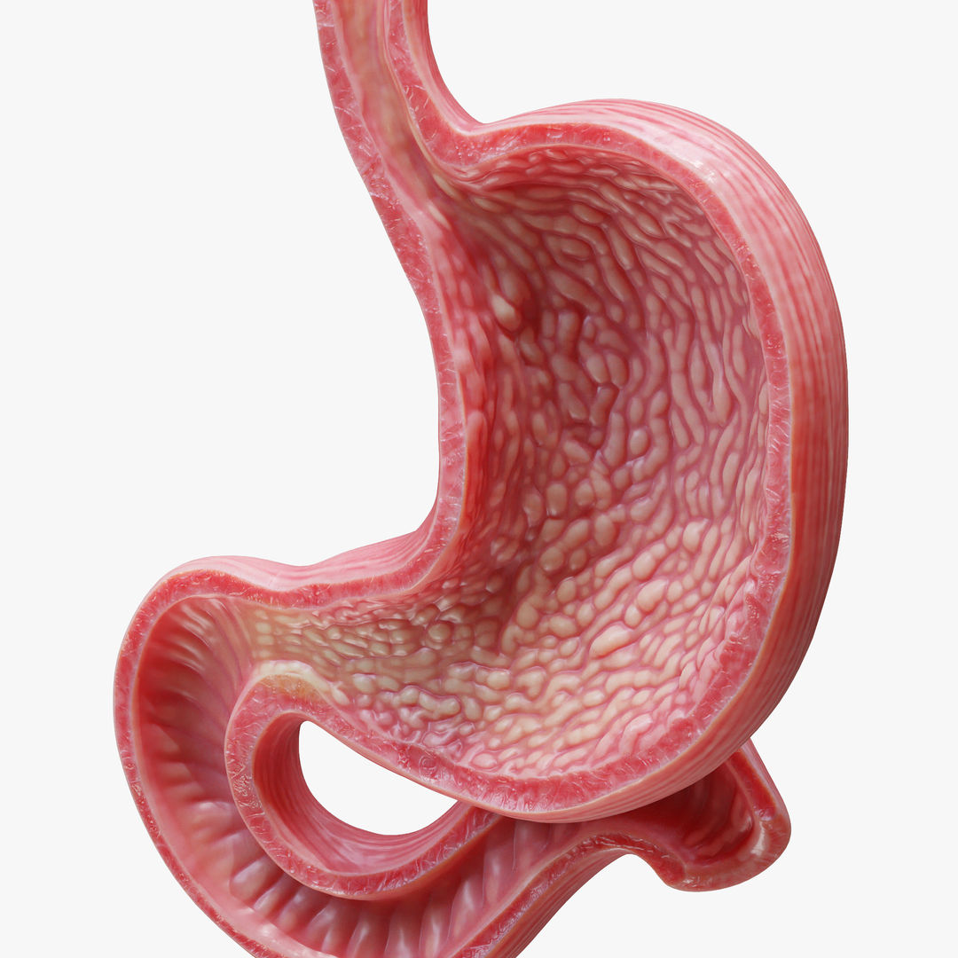 Human Stomach 3D Model