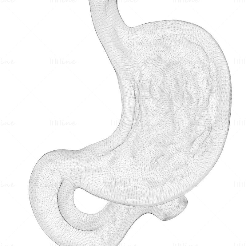 Modelo 3D de estómago humano