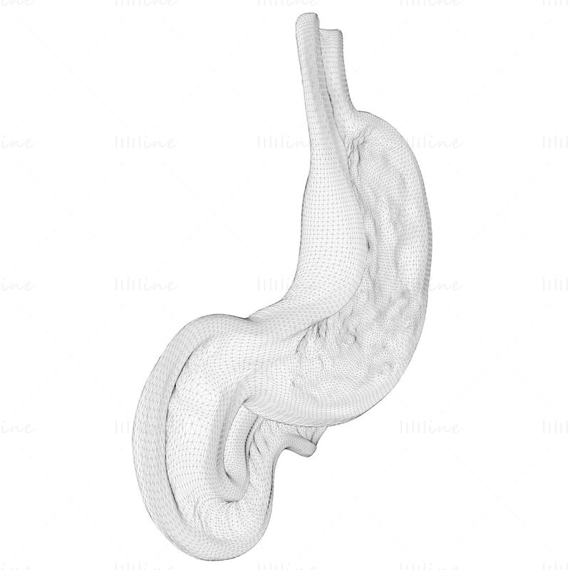 3D model lidského žaludku