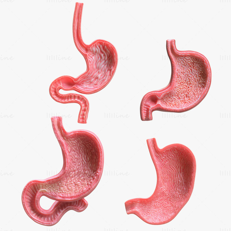 人間の胃の束 3Dモデル