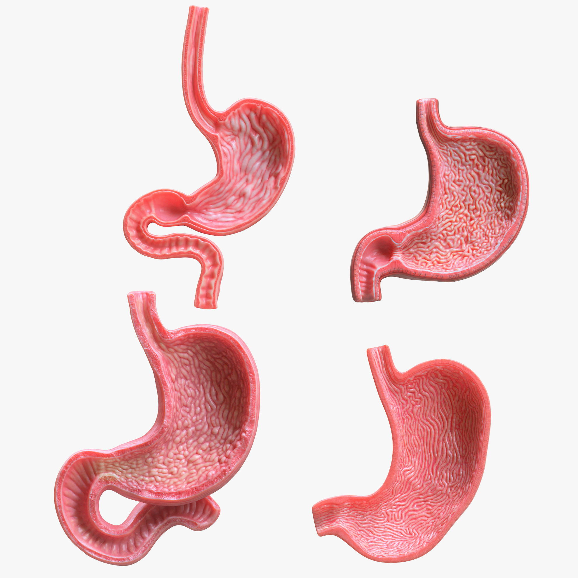 Human Stomach Bundle 3D Model