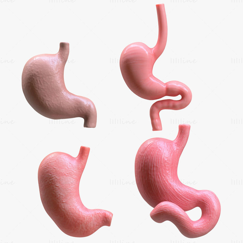 Paquet d'estomac humain modèle 3D
