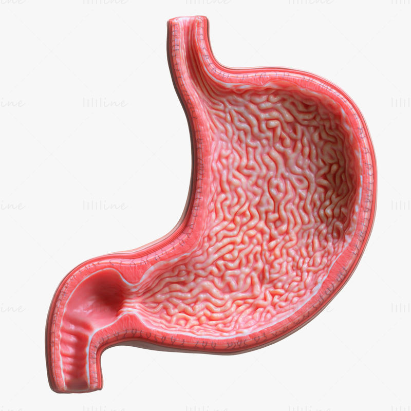 人体胃部3D模型包