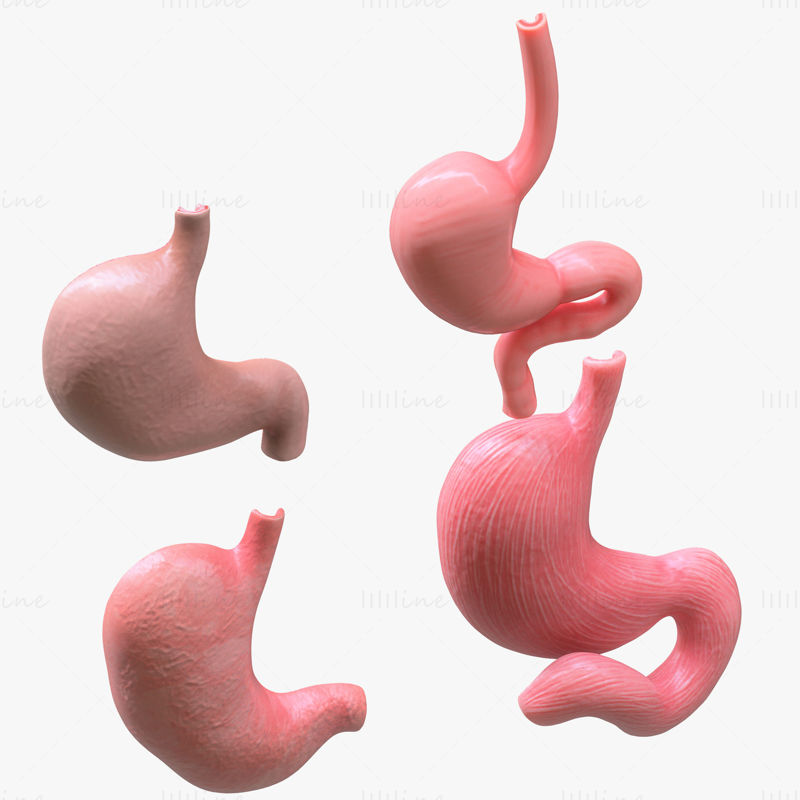 Modelo 3D del paquete de estómago humano