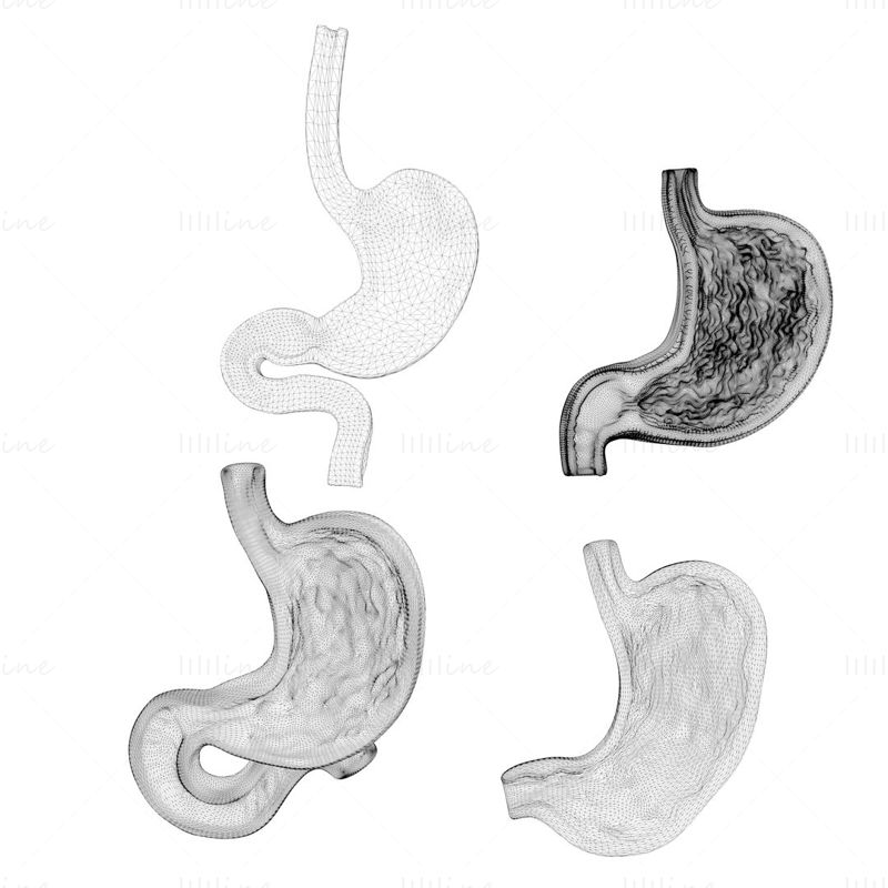 Paquet d'estomac humain modèle 3D