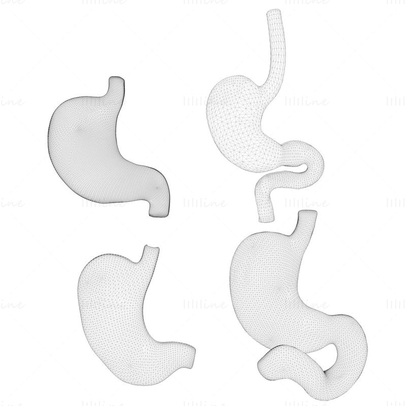 人間の胃の束 3Dモデル
