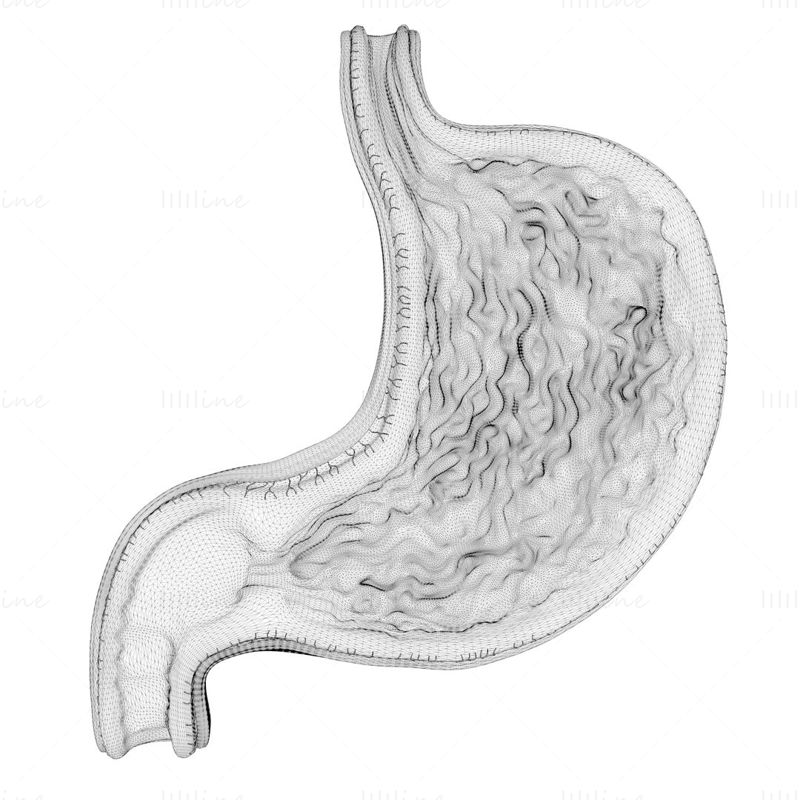 Modelo 3D del paquete de estómago humano
