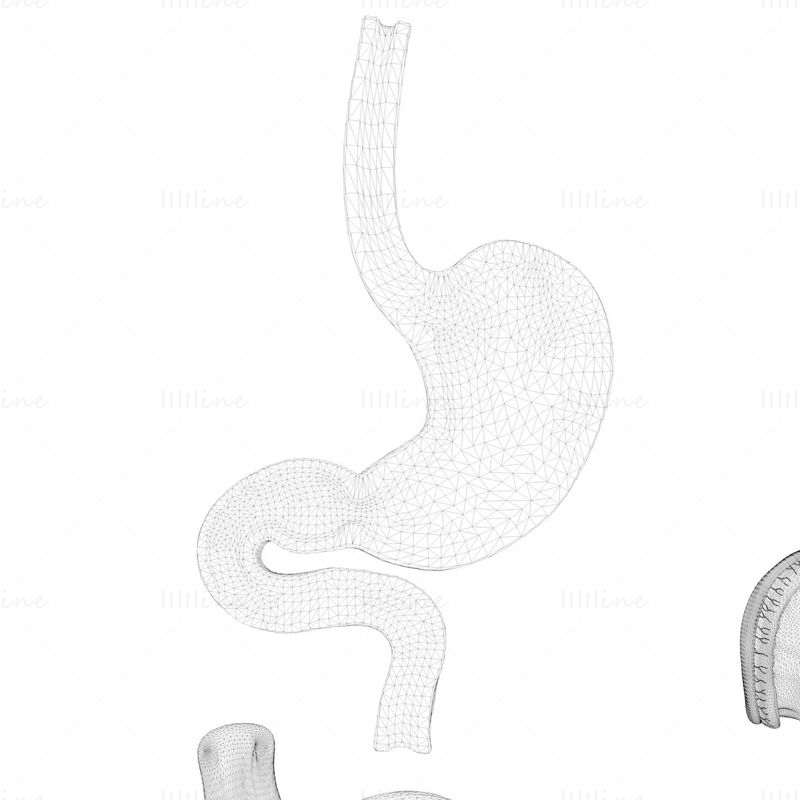 Modello 3D del pacchetto di stomaco umano
