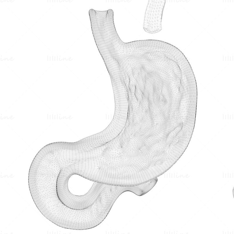 Modello 3D del pacchetto di stomaco umano