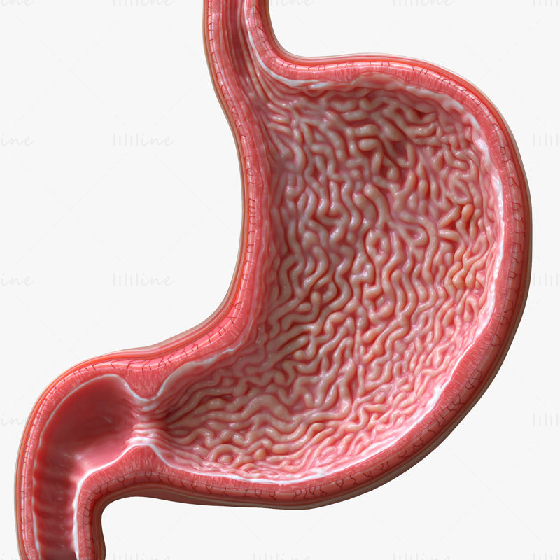人間の胃 - 断面 3D モデル