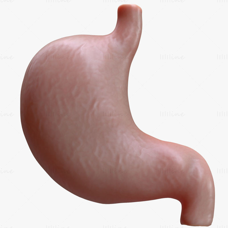 Menschlicher Magen - Querschnitt 3D-Modell