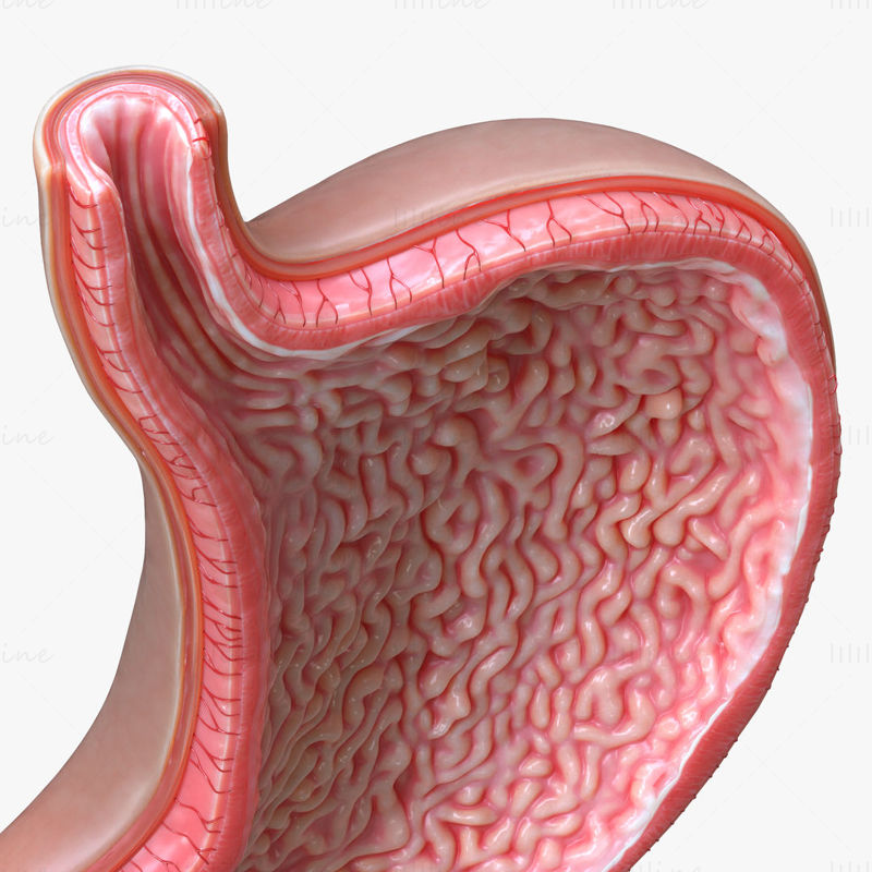 人体胃部剖面横截面3D模型