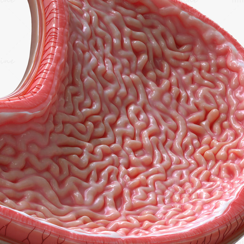 Lidský žaludek - 3D model průřezu