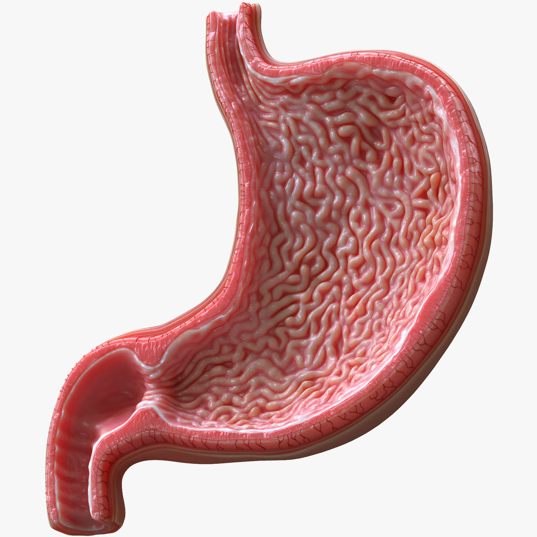 Human Stomach - Cross-Section 3D Model