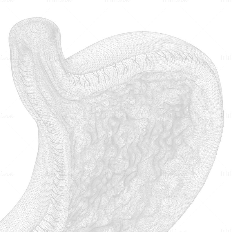 人間の胃 - 断面 3D モデル