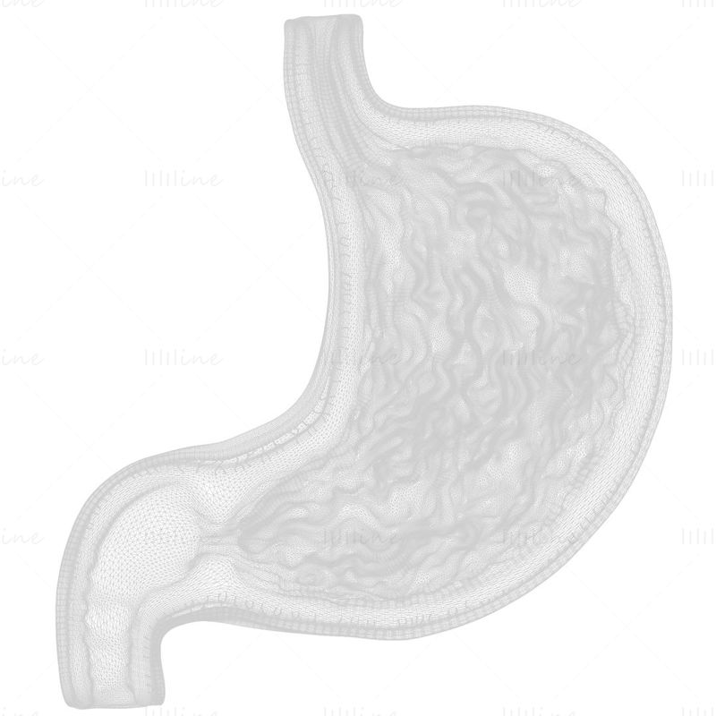 Људски стомак - 3Д модел попречног пресека