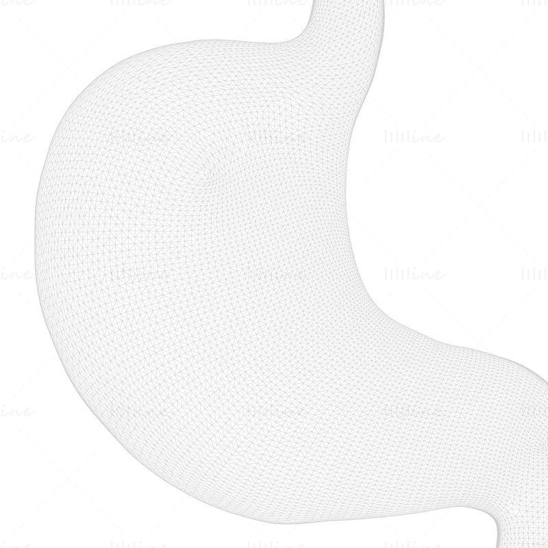 Estómago humano - Modelo 3D de sección transversal