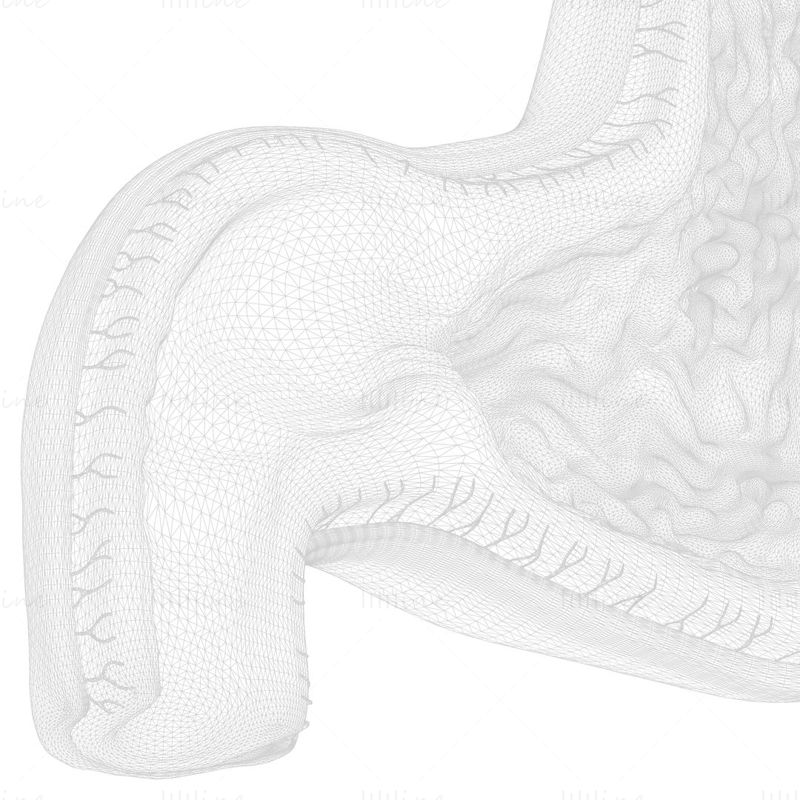 Menschlicher Magen - Querschnitt 3D-Modell