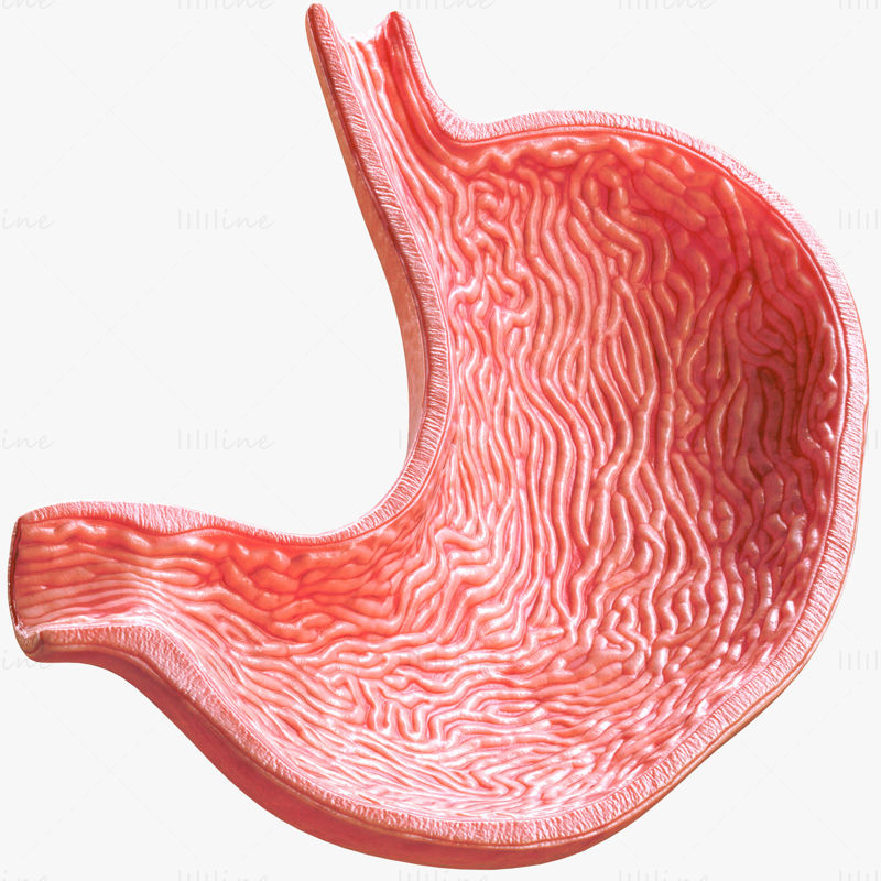 人間の胃の断面 3D モデル C4D STL OBJ 3DS FBX