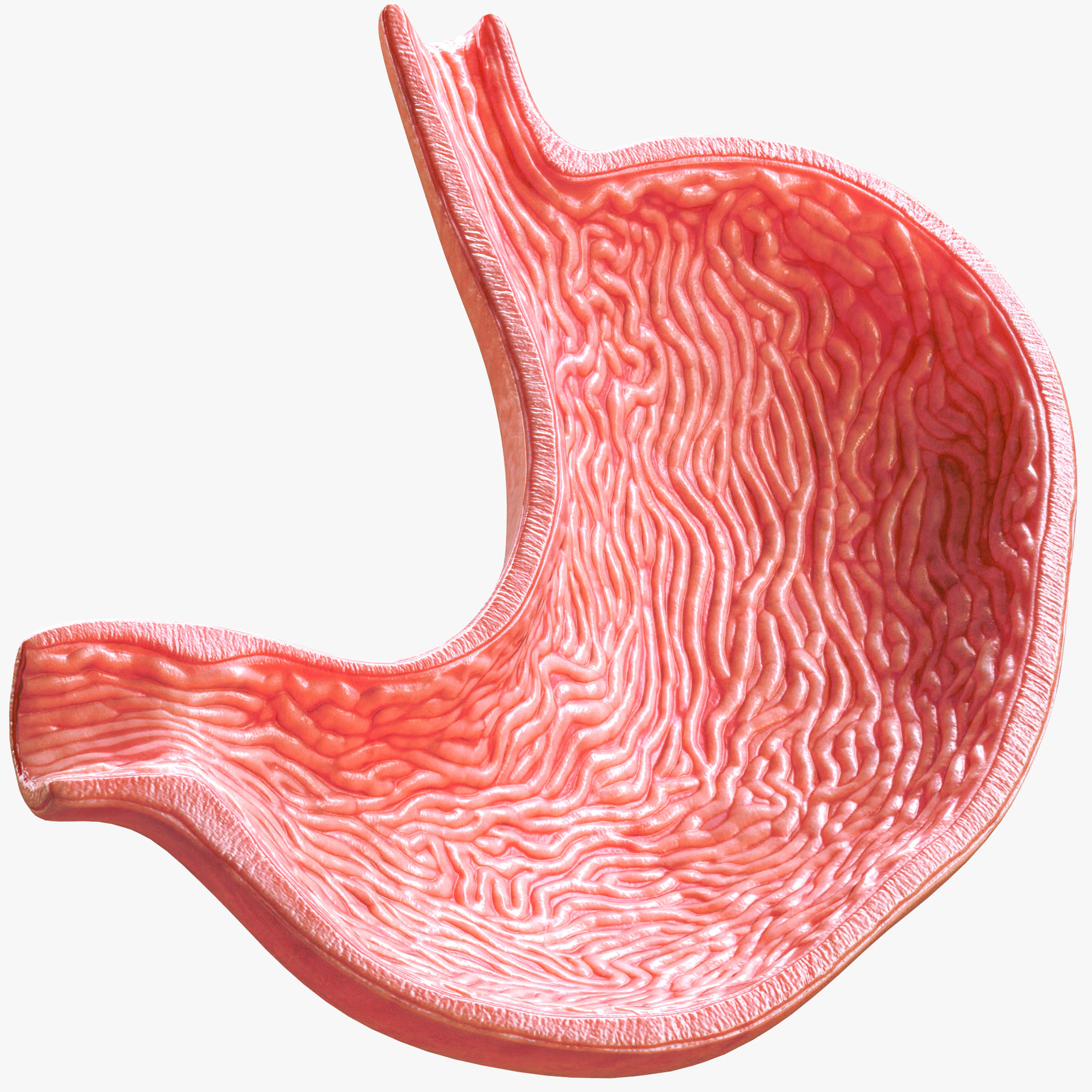 Human Stomach Cross Section 3D Model C4D STL OBJ 3DS FBX