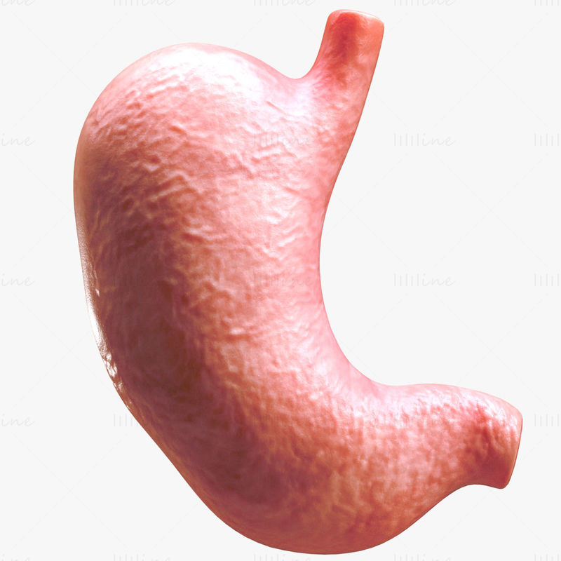 Sección transversal del estómago humano Modelo 3D C4D STL OBJ 3DS FBX