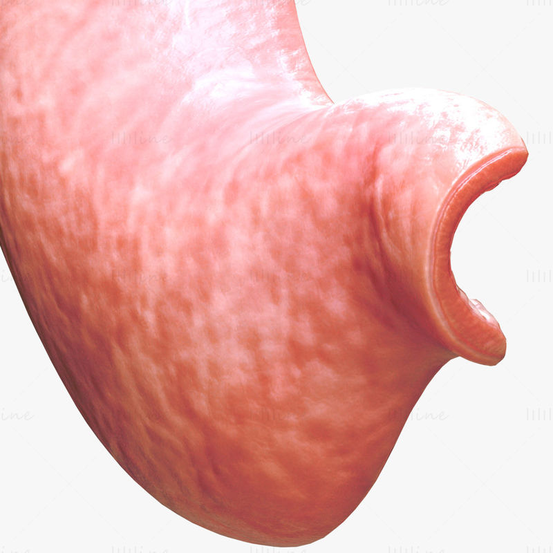 人間の胃の断面 3D モデル C4D STL OBJ 3DS FBX