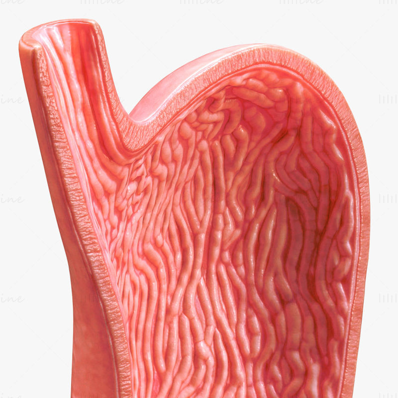 人体胃横截面 3D 模型 C4D STL OBJ 3DS FBX
