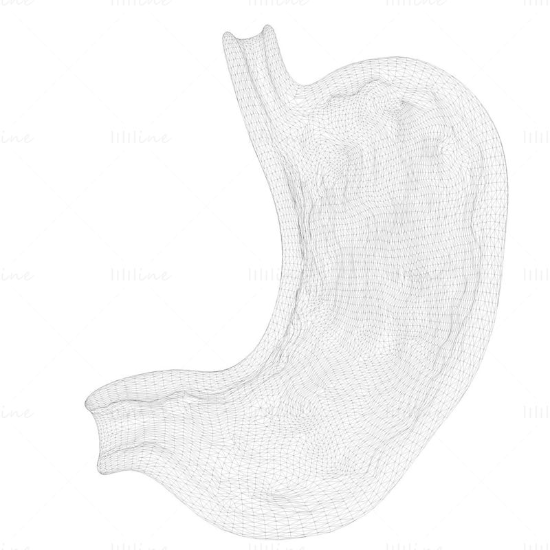 Coupe transversale de l'estomac humain modèle 3D C4D STL OBJ 3DS FBX