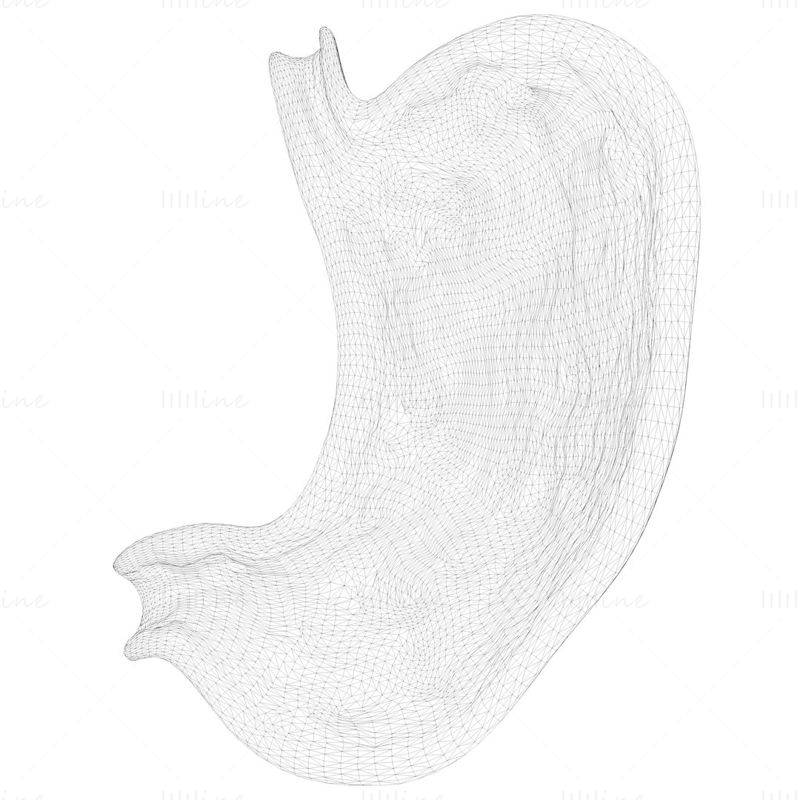 8600 Stomach Drawing Stock Photos Pictures  RoyaltyFree Images   iStock  Stomach illustration Intestines
