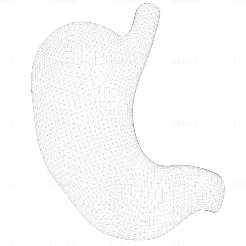 Stomaco umano Sezione trasversale Modello 3D C4D STL OBJ 3DS FBX