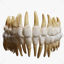 Human Teeth Tooth 3D Model