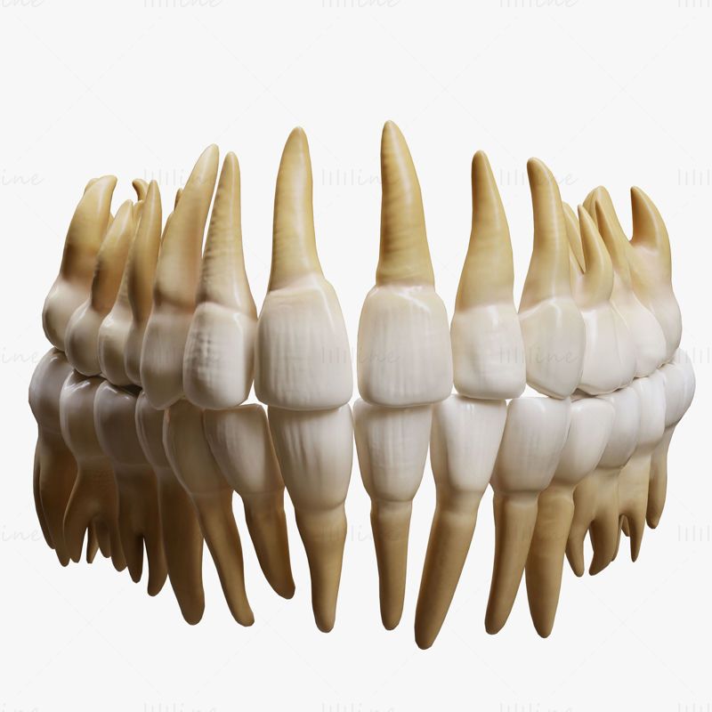 مدل سه بعدی دندان انسان