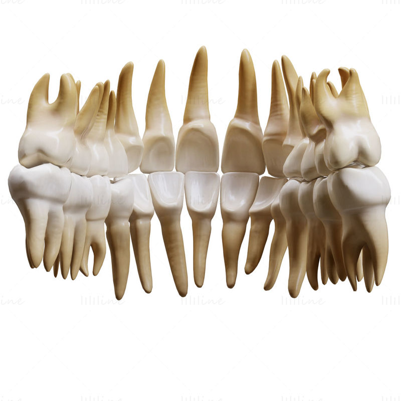 人类牙齿 3D 模型