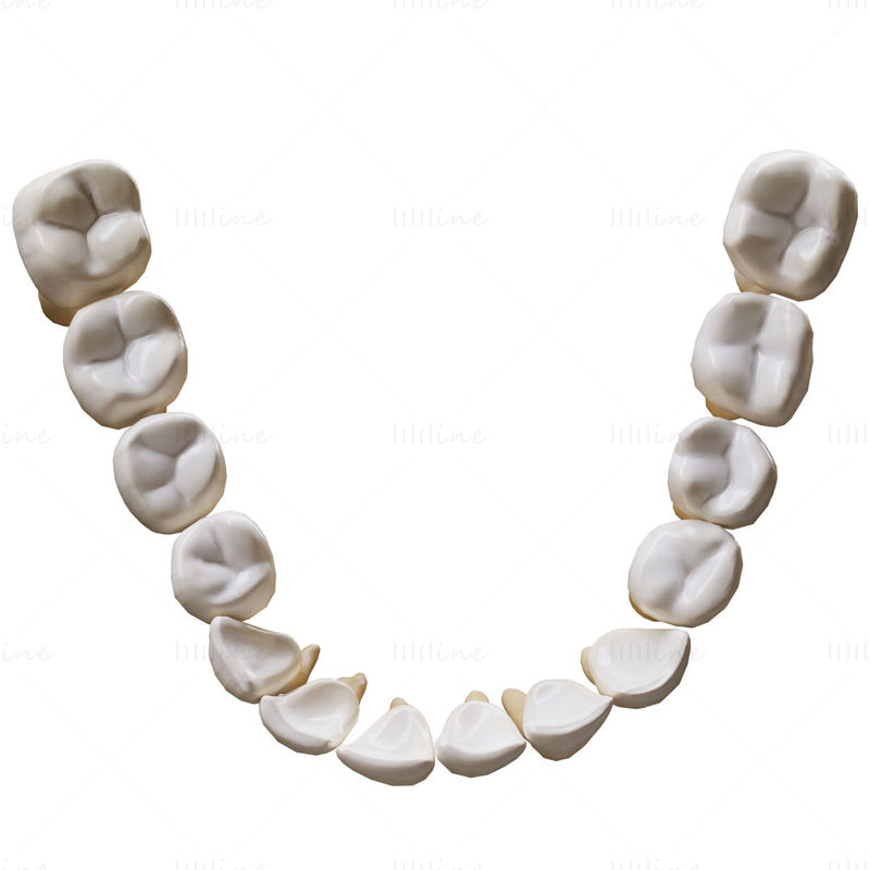 نموذج الأسنان البشرية ثلاثية الأبعاد