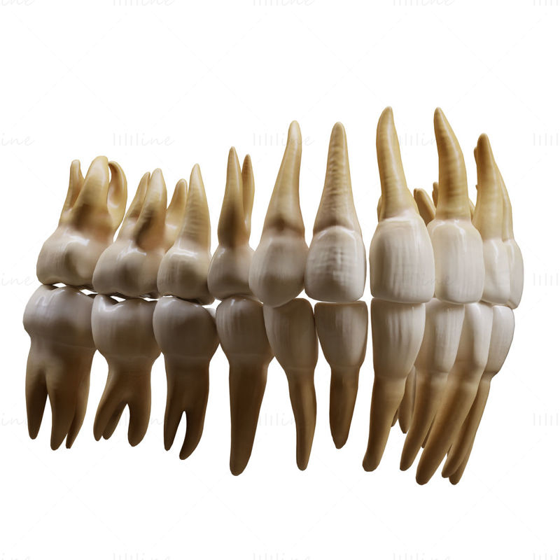 نموذج الأسنان البشرية ثلاثية الأبعاد