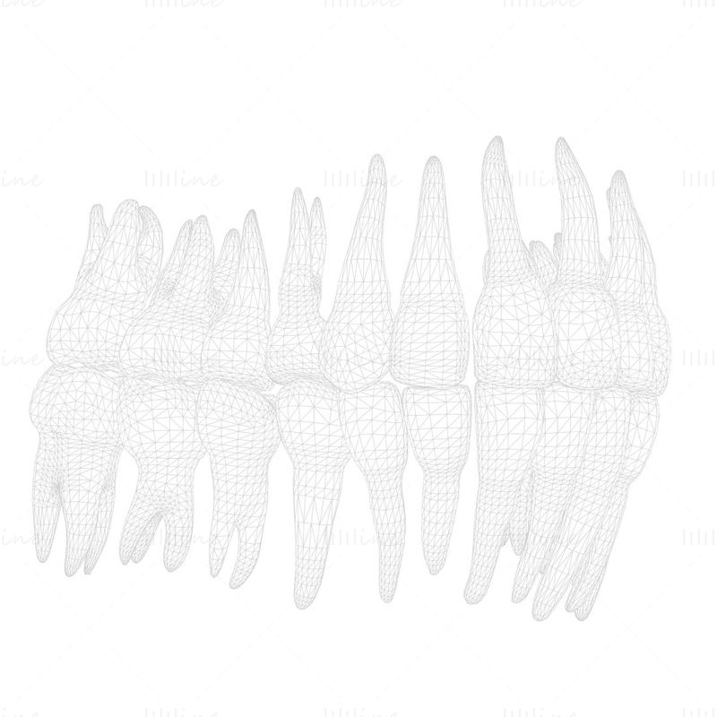 3D model zob človeških zob