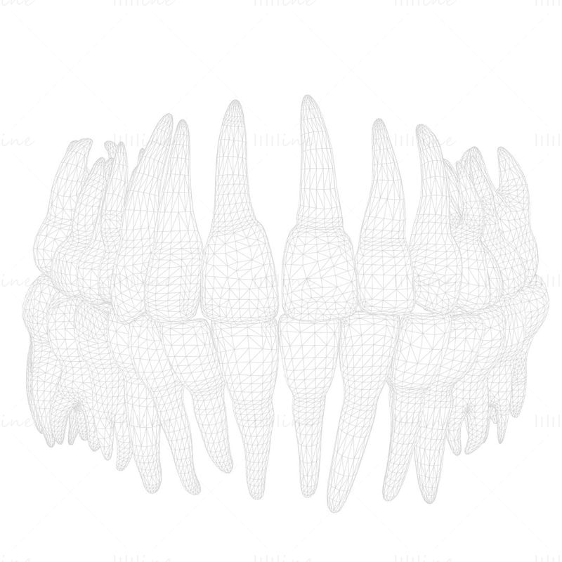 人間の歯の歯 3Dモデル