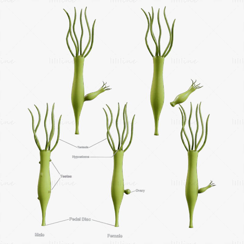 Hydra kjønns- og eggstokkstadier 3D-modell