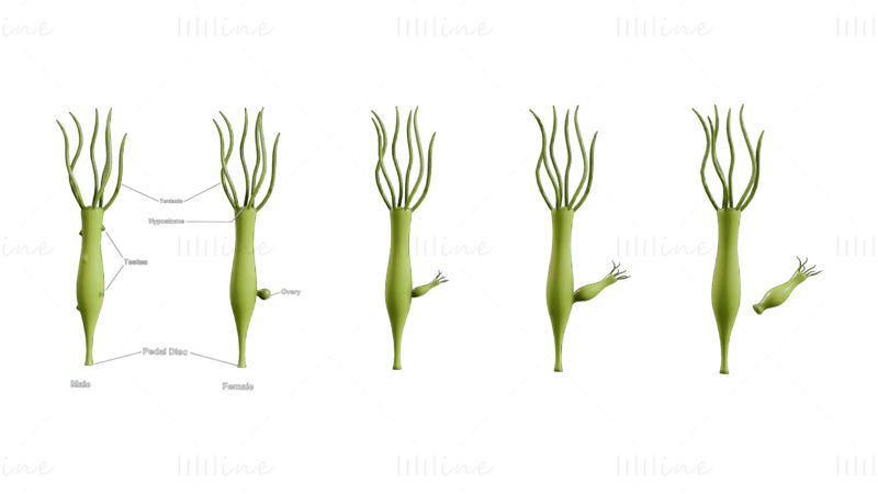 ヒドラの性別と卵巣の段階 3D モデル