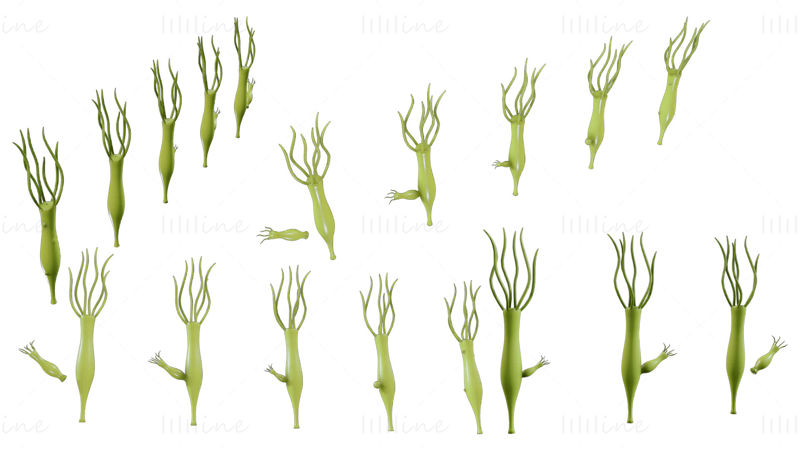 ヒドラの性別と卵巣の段階 3D モデル