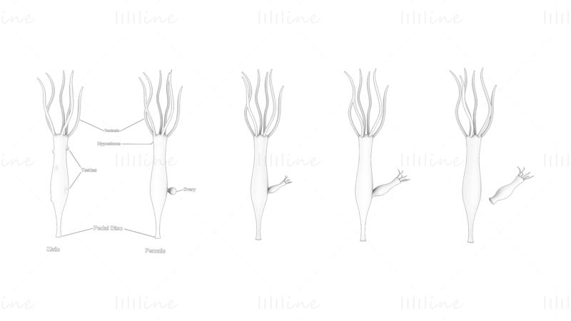 Modelo 3D de etapas de género y ovario de Hydra