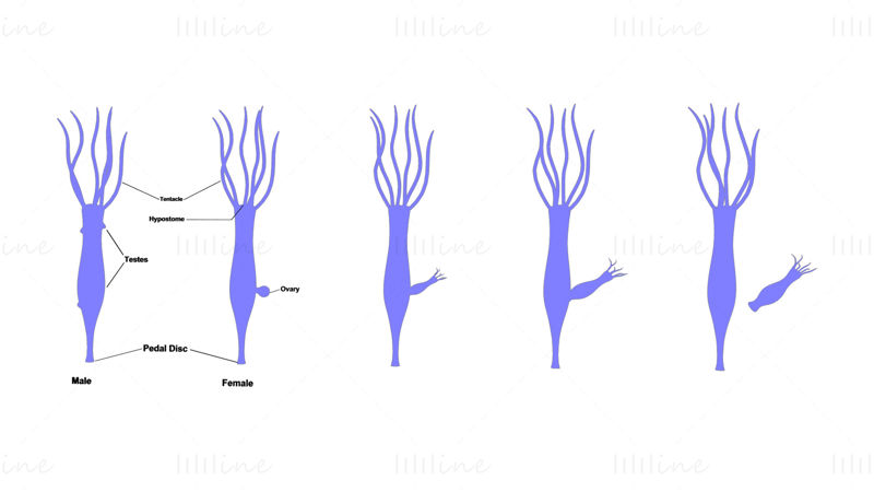 Modelo 3D de etapas de género y ovario de Hydra